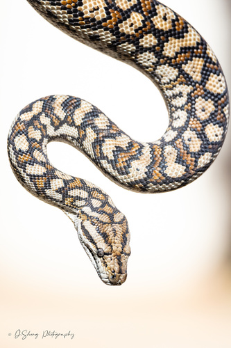 Inland Carpet Python sighting