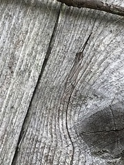 Brachypremna dispellens