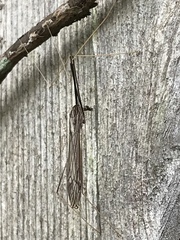 Brachypremna dispellens