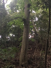 Carpinus tschonoskii