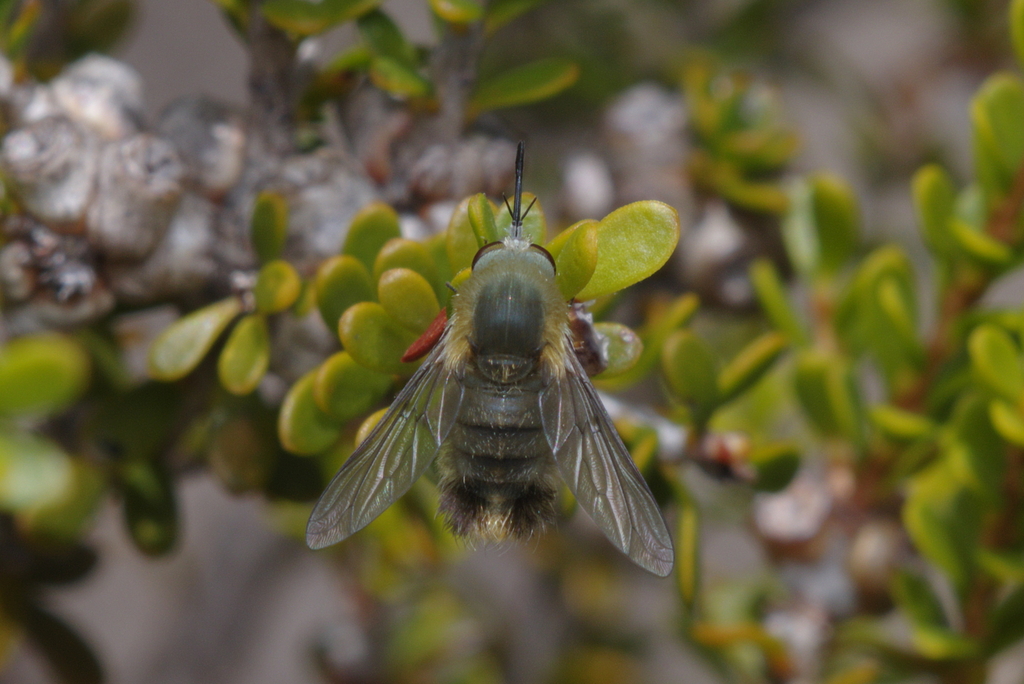Dissodesma tetratricha