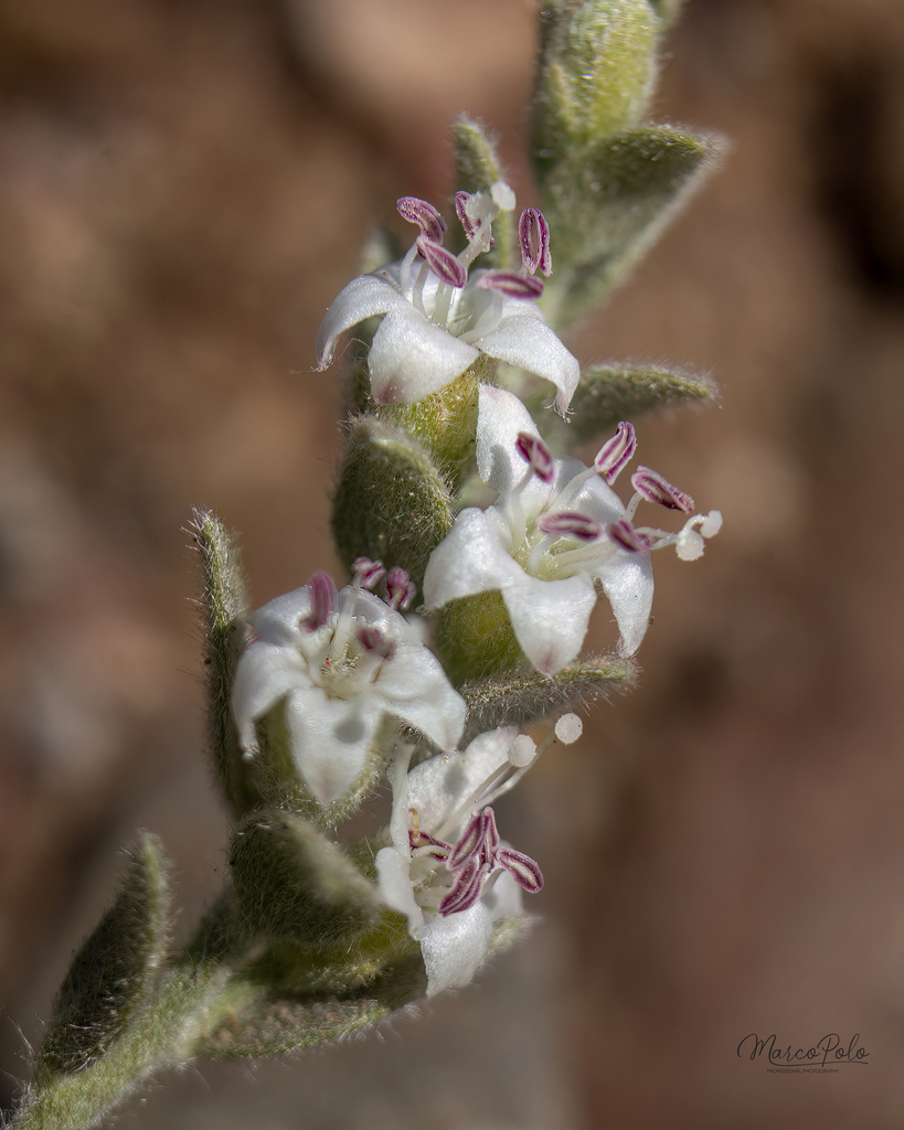 Cressa truxillensis