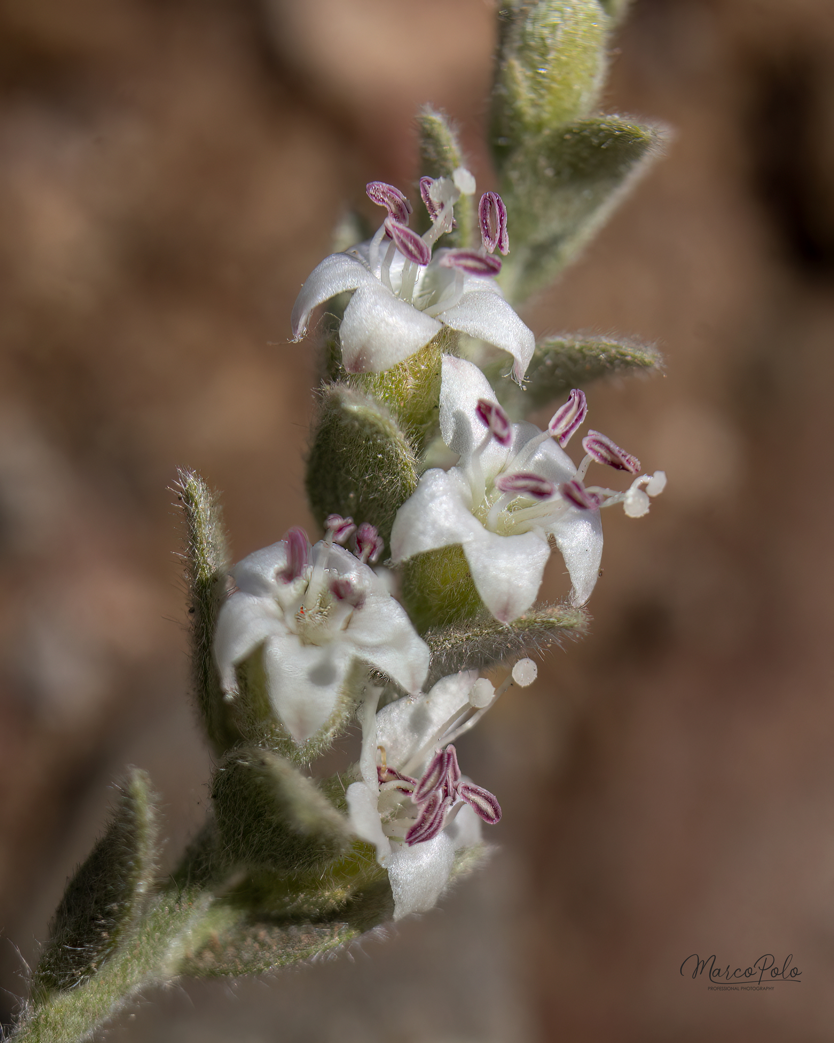 Cressa truxillensis
