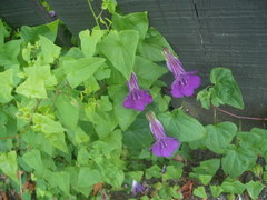 Maurandya barclayana