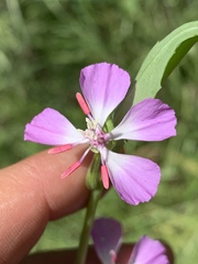 Clarkia delicata
