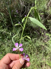 Clarkia delicata
