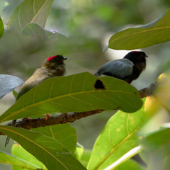 Chiroxiphia linearis