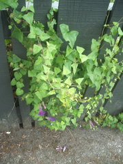 Maurandya barclayana