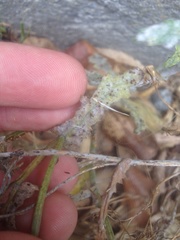 Neoerysiphe kerribeeensis