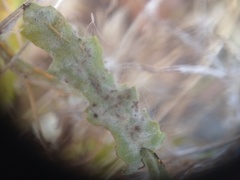 Neoerysiphe kerribeeensis