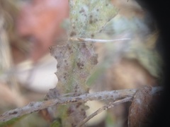 Neoerysiphe kerribeeensis