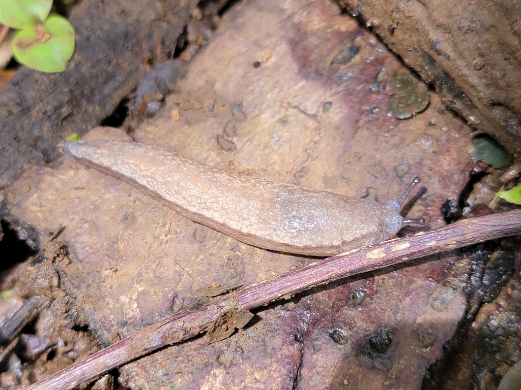 Chinese Slug