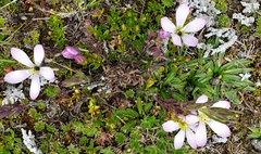 Gentianella cerastioides