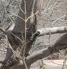 Dryobates pubescens
