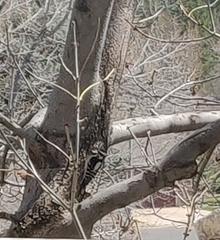 Dryobates pubescens
