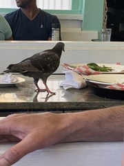 Columba livia domestica