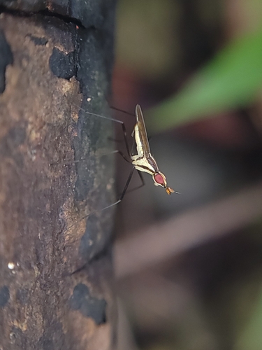 Banana stalk fly photo 5