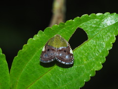 Ricanula pulverosa
