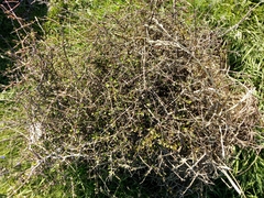 Coprosma crassifolia