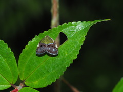 Ricanula pulverosa