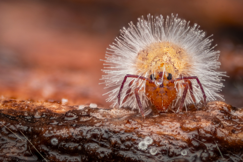 Pandora batallata