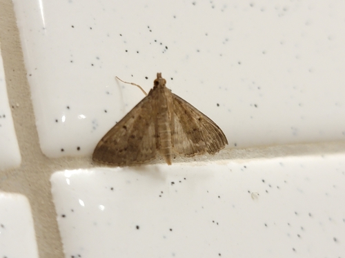 Grass Webworm Moth photo 5