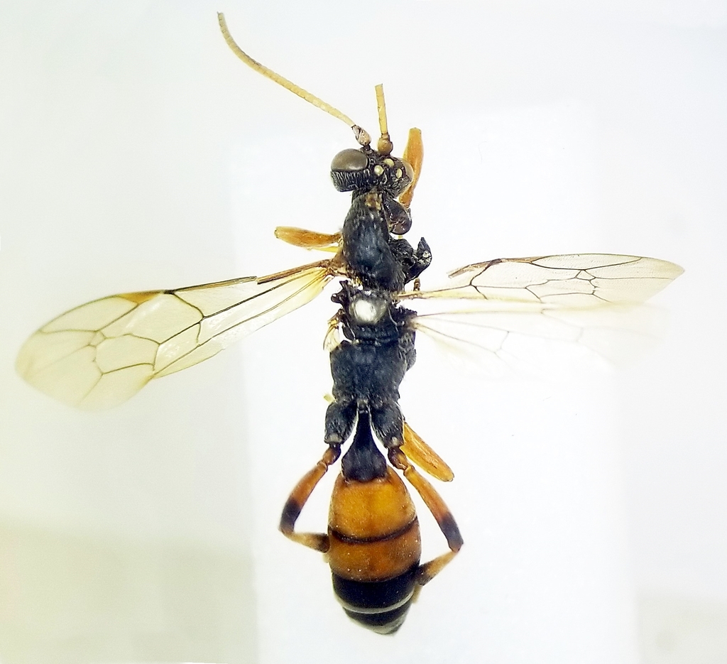 Eutanyacra picta