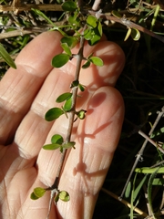 Coprosma crassifolia