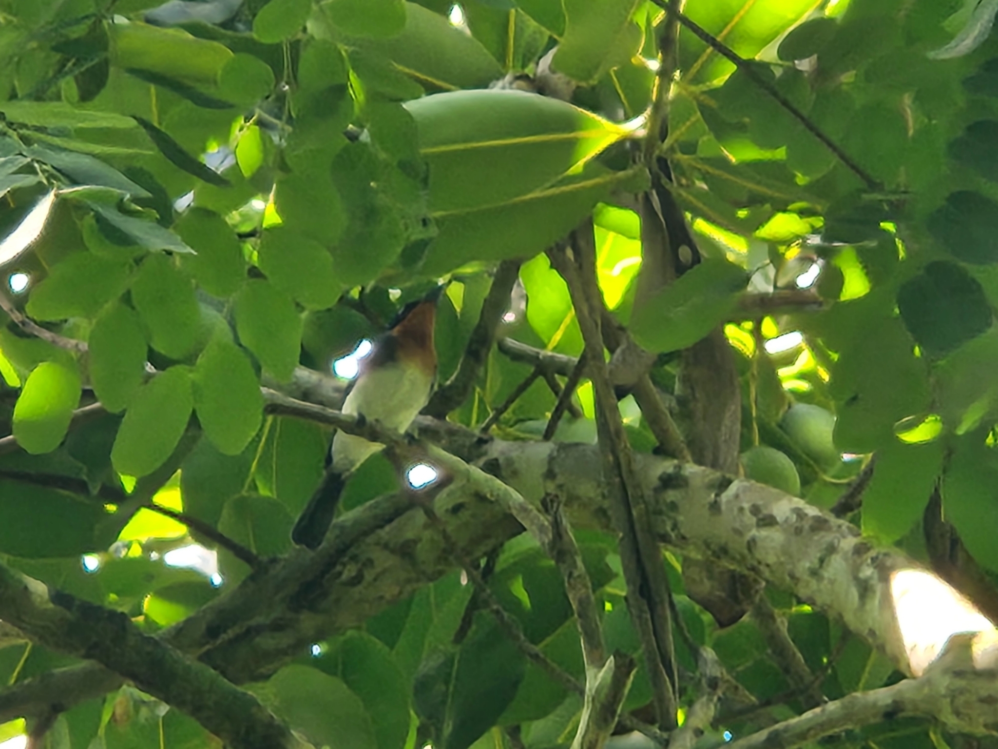 Samoan Flycatcher (Myiagra albiventris), photo 2
