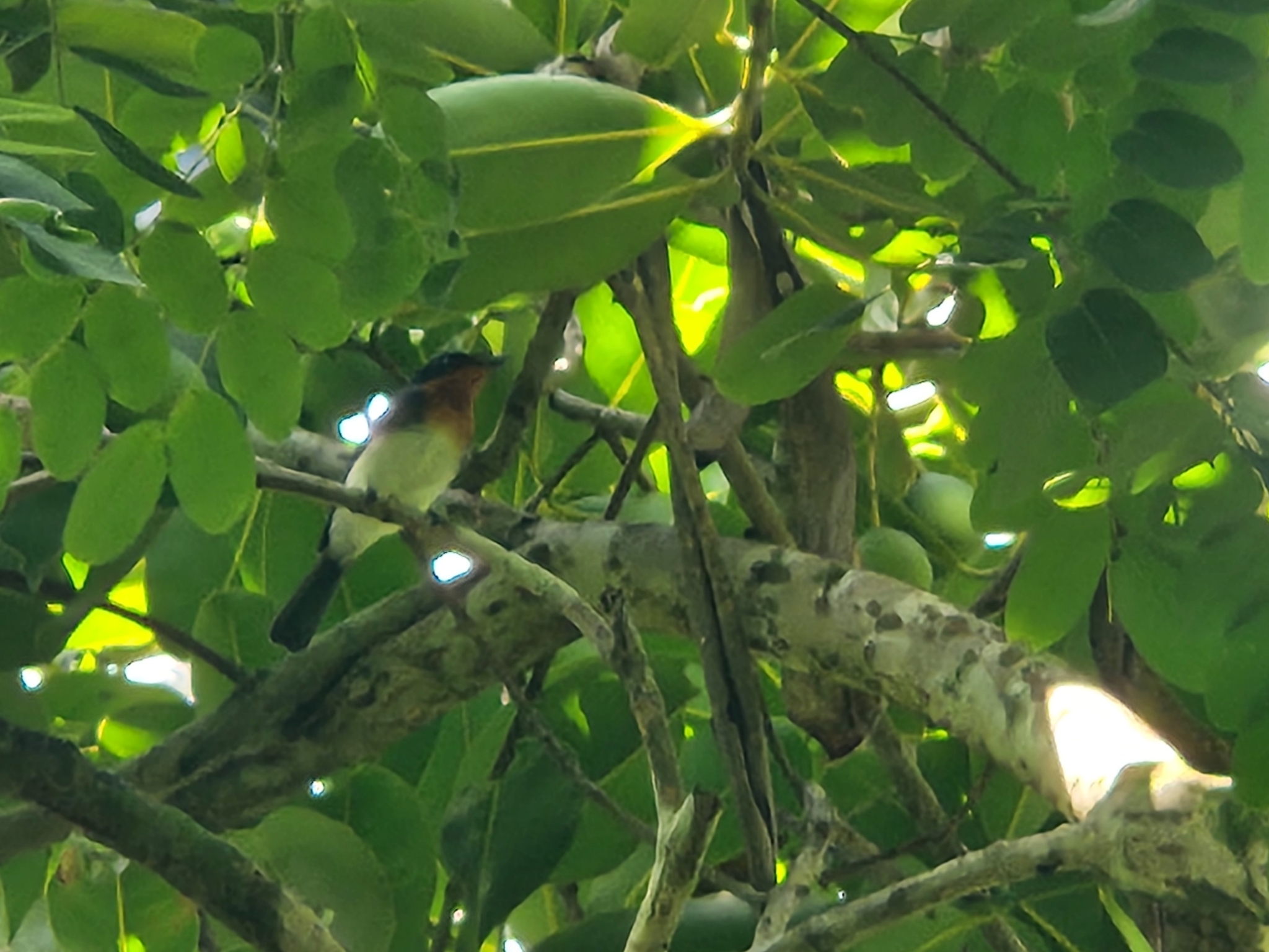Samoan Flycatcher (Myiagra albiventris), photo 3