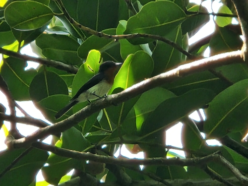 Samoan Flycatcher (Myiagra albiventris), photo 9