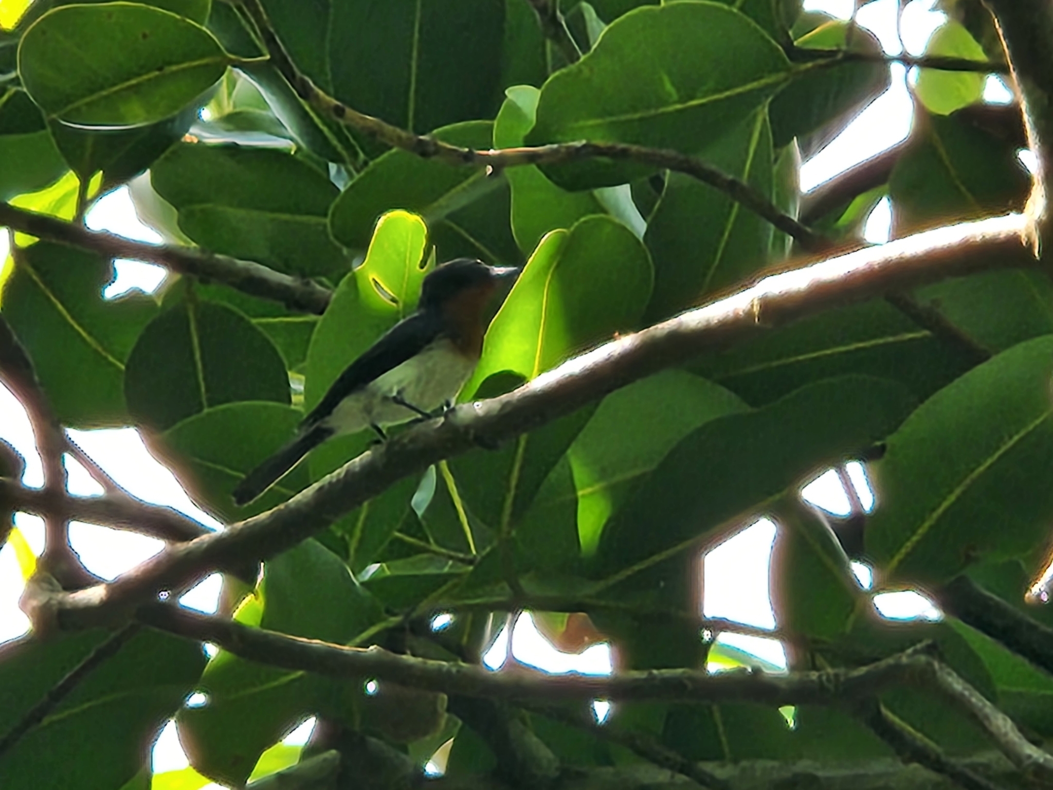 Samoan Flycatcher (Myiagra albiventris), photo 4