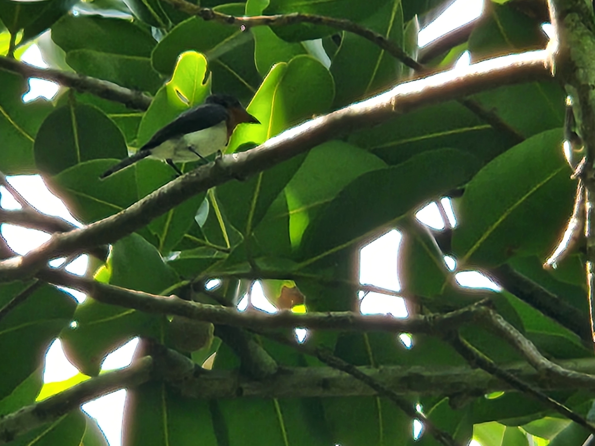 Samoan Flycatcher (Myiagra albiventris), photo 5