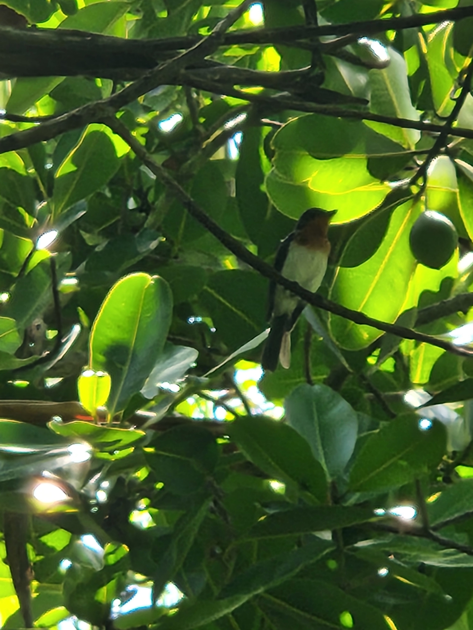 Samoan Flycatcher (Myiagra albiventris), photo 1