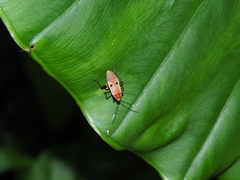 Physopelta quadriguttata
