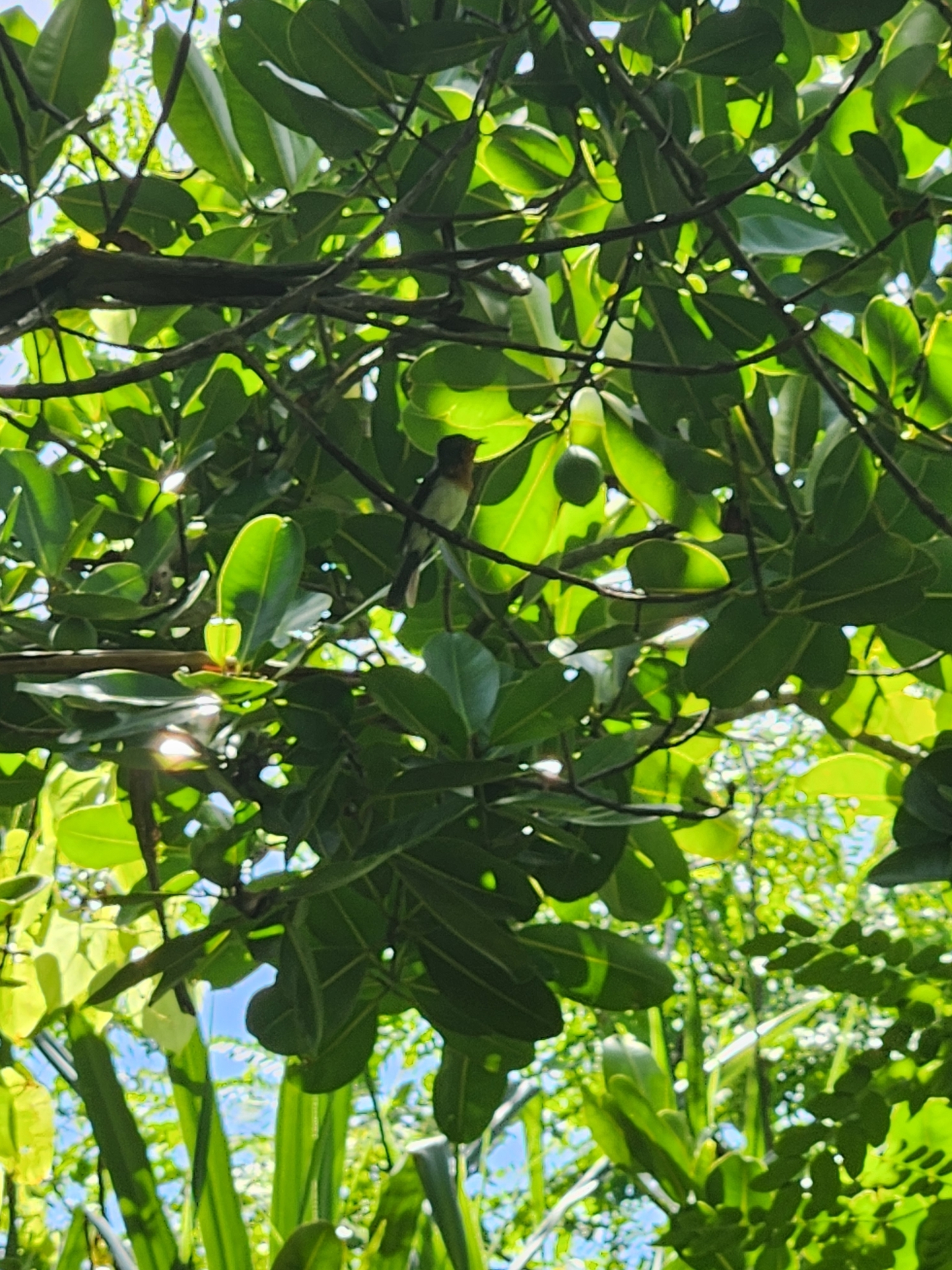 Samoan Flycatcher (Myiagra albiventris), photo 6