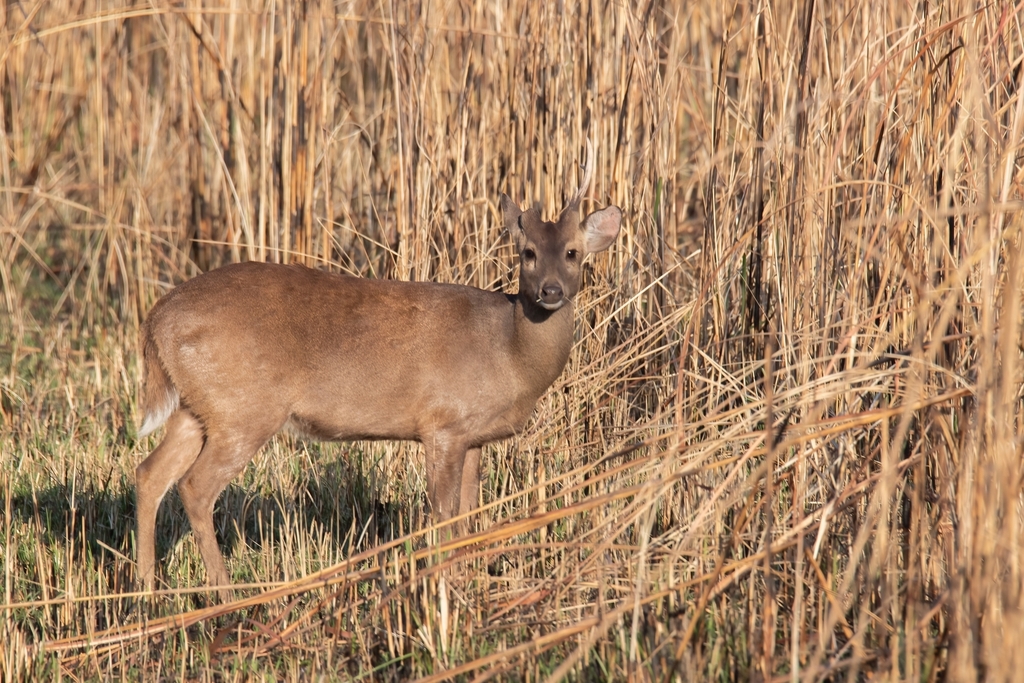 Axis porcinus porcinus, Uttar Pradesh, IN, by mayuresh_kulkarni