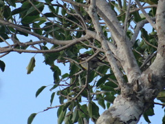 Spindalis zena benedicti