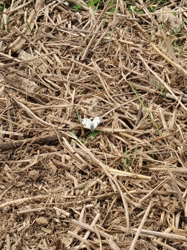Eastern Bath White