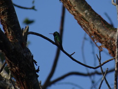 Cynanthus forficatus