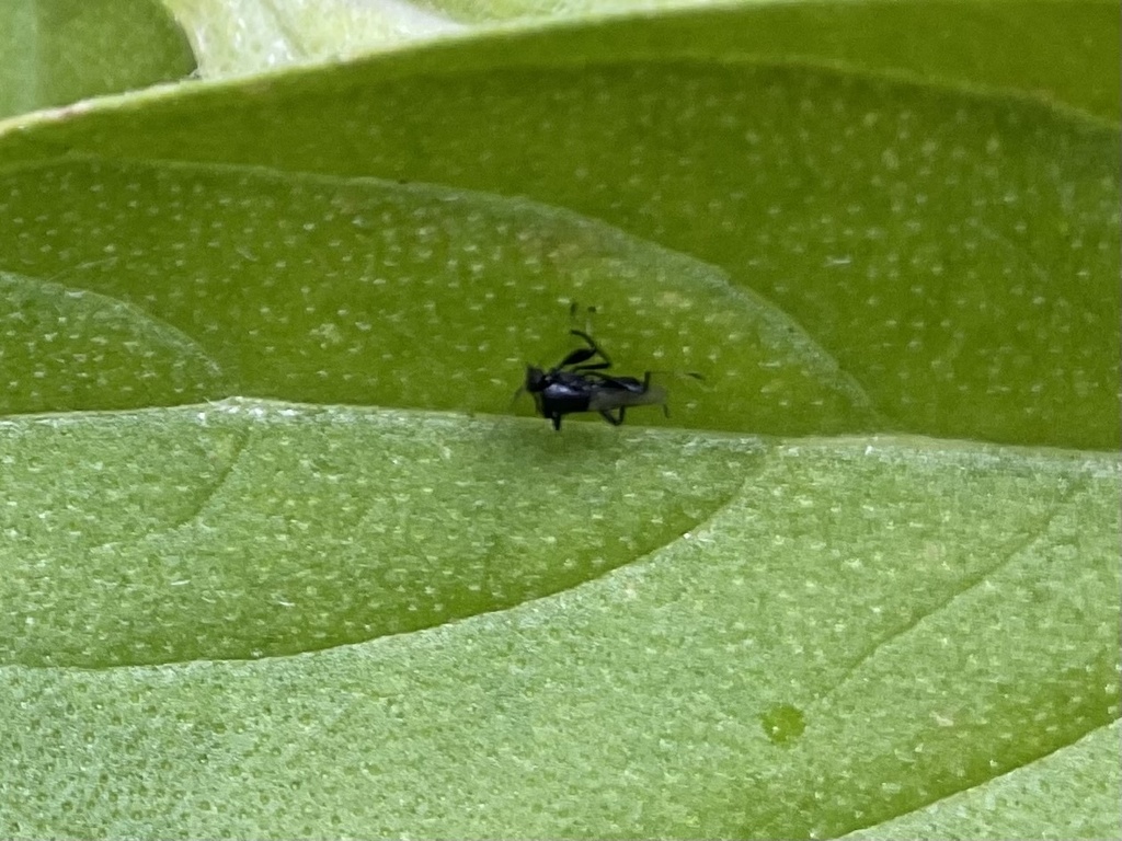 Winged and Once-winged Insects from Jupiter St, Maryborough, QLD, AU on ...