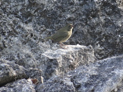 Tiaris olivaceus intermedius