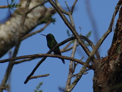 Cynanthus forficatus