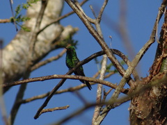 Cynanthus forficatus