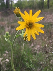 Arnica acaulis