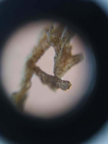 Bugula neritina
