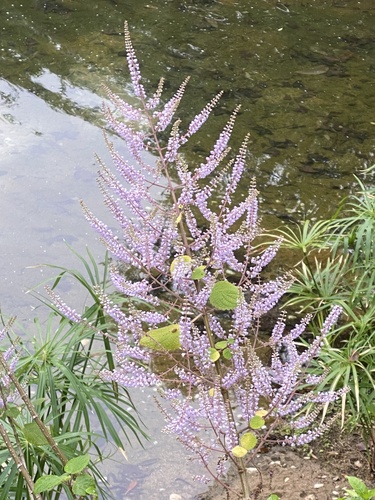 Foto de Menta-de-rio