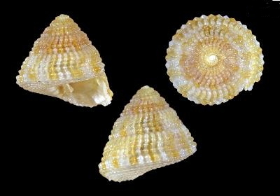 Seguenziidae