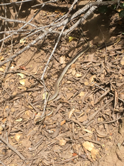 Masticophis lateralis