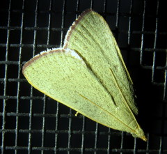 Hypsopygia albidalis